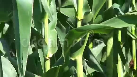 绿色玉米作物视频的预览图