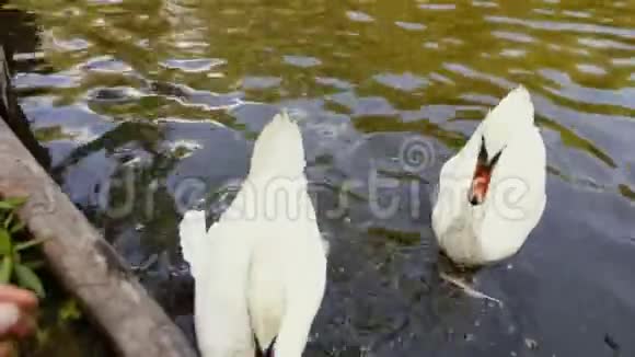 人类用绿色的草喂两只白天鹅白天鹅在漂浮和吃视频的预览图