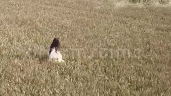 空中飞人穿着白色连衣裙在黄色麦田里行走的年轻女子视频的预览图