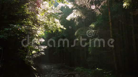 早晨的松树森林和阳光视频的预览图