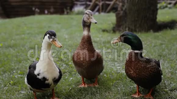 两只鸭子和一棵绿草上的鸭子德雷克正在清理他的羽毛两只鸭子和德雷克在公园里说话视频的预览图