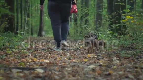 那个女孩带着两只小狗在树林里散步视频的预览图