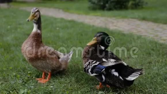 鸭子和德雷克在公园里的鹅卵石小径旁边的一片绿草上鸭子在说话视频的预览图