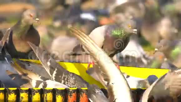 动物鸟类鸽子吃视频的预览图