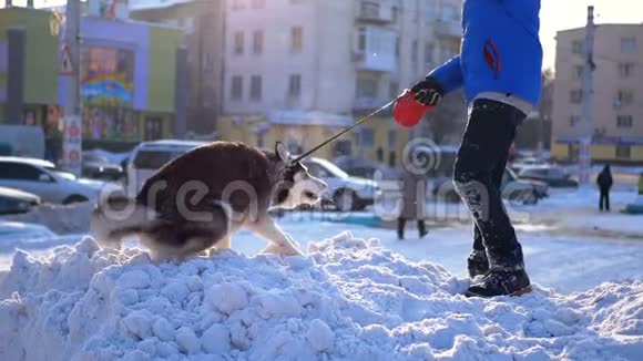 狗狗和男孩一起在冬天的雪上玩耍慢动作视频的预览图