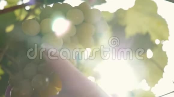 一只雌性手的特写撕下一枝绿色葡萄收获葡萄视频的预览图