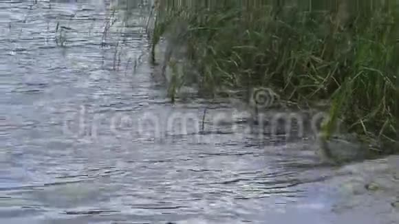 湖前雨中多风天气视频的预览图