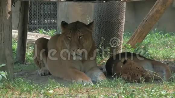 在一个明亮炎热阳光明媚的日子里狮子和母狮躺在动物园的遮阳篷下的影子上视频的预览图
