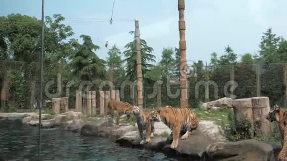 动物园里的老虎表演美洲虎跳到池塘下觅食视频的预览图