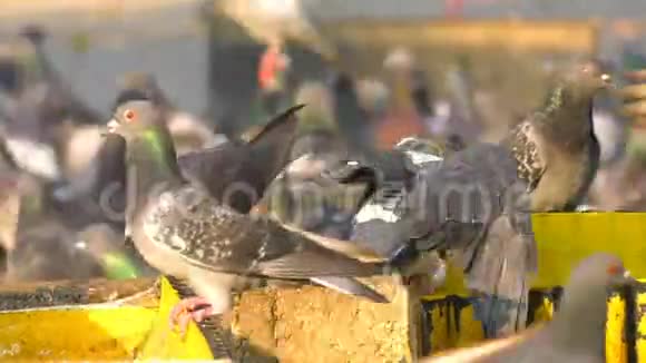 动物鸟类鸽子吃视频的预览图