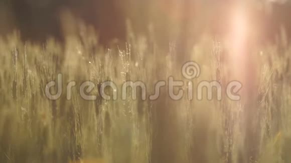 阳光照射下的麦田从肥沃的土地收获有机食物视频的预览图
