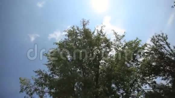 阳光透过树叶滑块视频的预览图