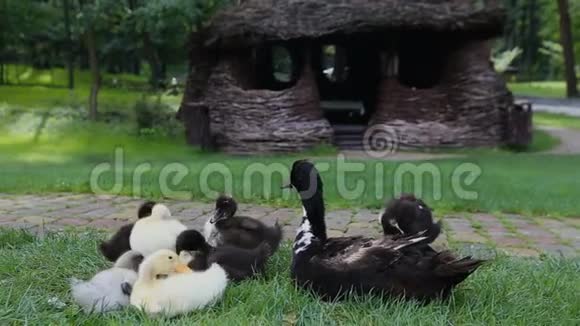 在公园里的鹅卵石小路旁的一片绿草上特写小鸭子妈妈野鸭斯坦迪卡姆视频的预览图