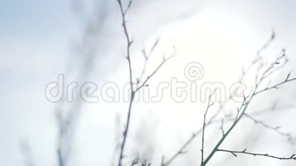 裸露的树枝特写视频的预览图