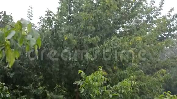 秋天公园里暴雨树和风都湿了视频的预览图