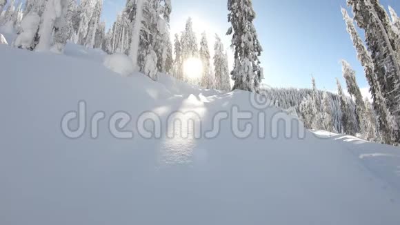 在阳光明媚的冬日里白雪森林和天空视频的预览图