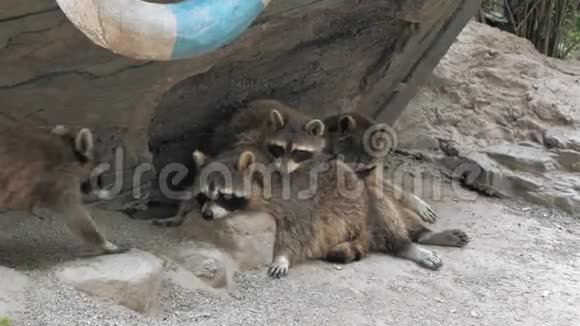 动物园里在石头上休息的可爱的浣熊的特写镜头视频的预览图