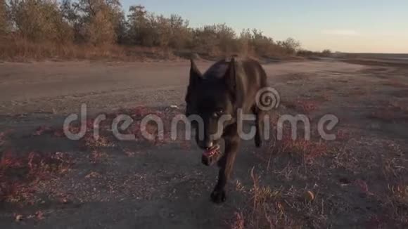 日落时分一只黑色的德国牧羊犬正沿着路朝海滩上的摄影师走去视频的预览图