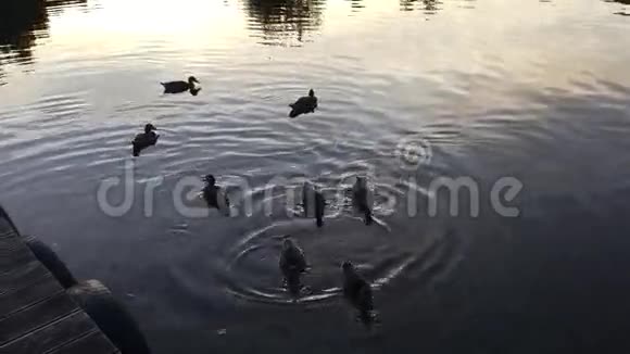 日落时分一群鸭子视频的预览图