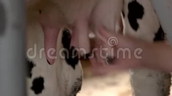 女性双手紧紧地挤牛奶视频的预览图