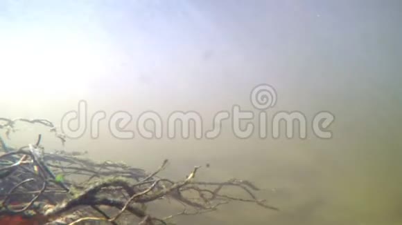 水下拍摄一条带有太阳光束的小溪流视频的预览图