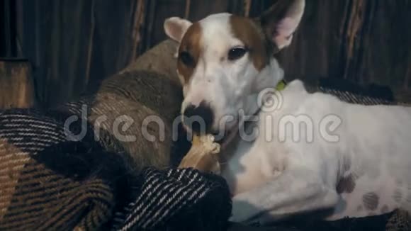 可爱的狗吃骨头视频的预览图