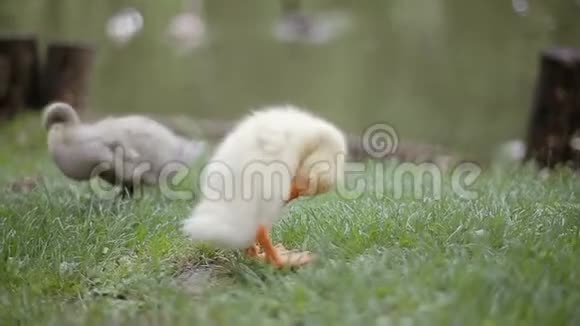 两只小鸭子在水边的一个公园的绿草上清理羽毛视频的预览图