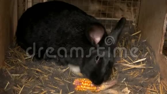 母兔和小兔子在笼子里视频的预览图