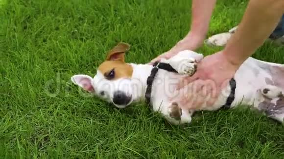 可爱的狗杰克罗素梗和主人在绿色草坪上玩耍视频的预览图