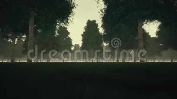 阴郁的黑暗森林和雾视频的预览图