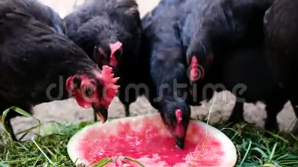 成群的鸡在农场啄西瓜鸟儿吃浆果视频的预览图