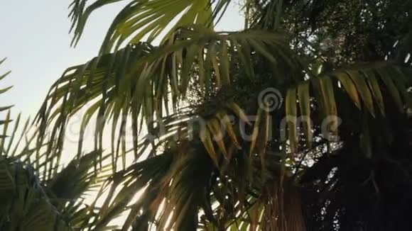 绿色的棕榈树在阳光下暖夏的热带景观视频的预览图