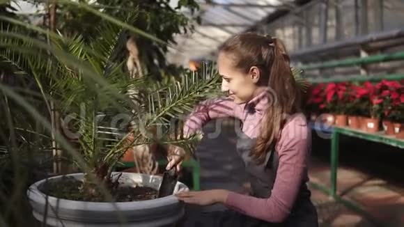 年轻漂亮的女人在温室里的绿树旁挖土视频的预览图