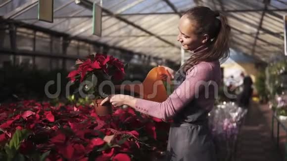 在温室里用花园浇水罐微笑着年轻的女园丁穿着红色的一品红视频的预览图