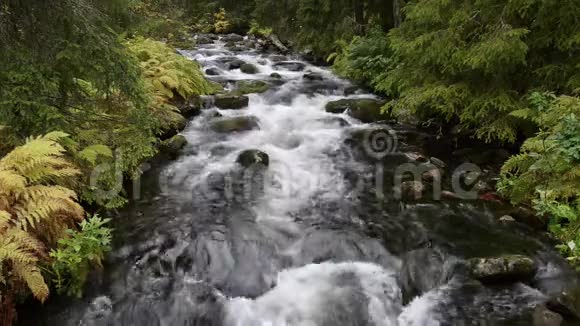 林地中流淌的河流视频的预览图