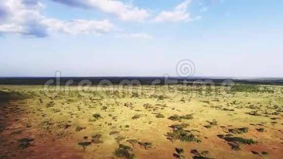 空中镜头荒野草原草原景观在塞伦盖蒂国家公园穿越非洲的野生动物园之旅视频的预览图
