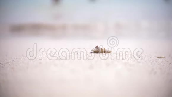 沙滩上柔软的海浪沙滩上的贝壳靠近了透明的水和白沙4k慢动作视频的预览图