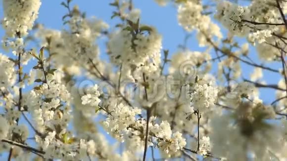 开花樱花树和授粉蜜蜂视频的预览图