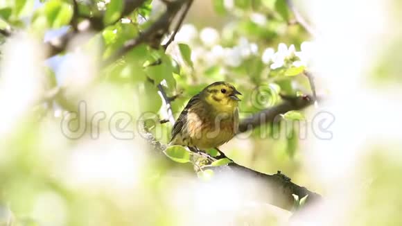 黄鸟在梨花中歌唱春天的歌视频的预览图