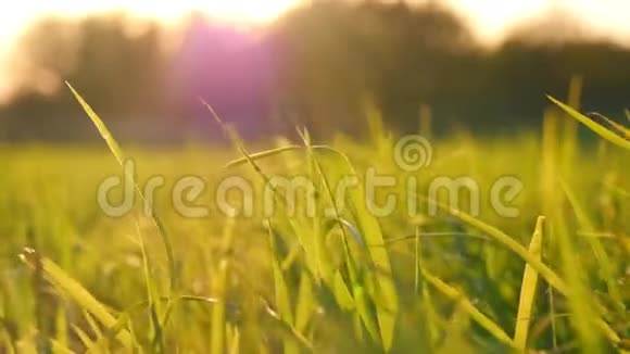 日落时绿草草坪特写田间的小麦胚芽视频的预览图