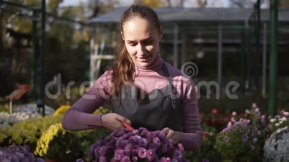 戴着围裙的年轻微笑的女花匠站在菊花上用花园的子检查和剪干花朵视频的预览图