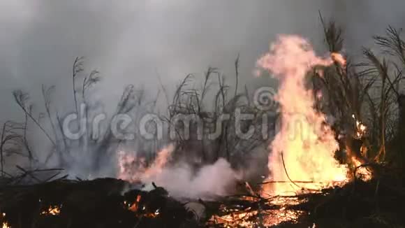 野火趁干旱特写火焰农田的烟雾和空气污染视频的预览图
