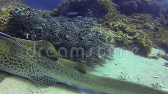 豹鲨靠近斑马鲨鱼和鱼学校带条纹鲶鱼海洋生物视频的预览图