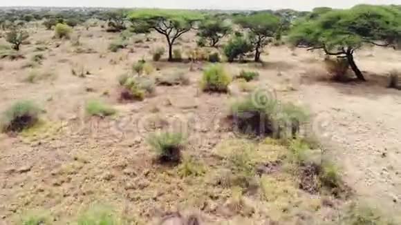 穿越非洲草原的野生动物园之旅塞伦盖蒂荒野草原景观空中镜头视频的预览图