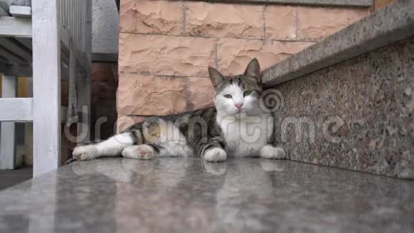 一只猫躺在石头上天气非常炎热靠近圣玛丽亚德格利视频的预览图