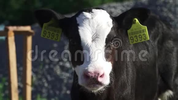 小牛正看着农场里的摄像机视频的预览图
