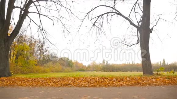 美丽的秋天公园摄像机与道路平行移动高清高清视频的预览图