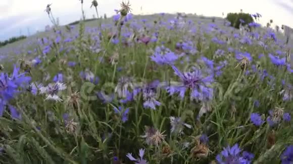 镜头前移过头顶的蓝色矢车菊野花在花夏日落的田野里没有人在视频的预览图