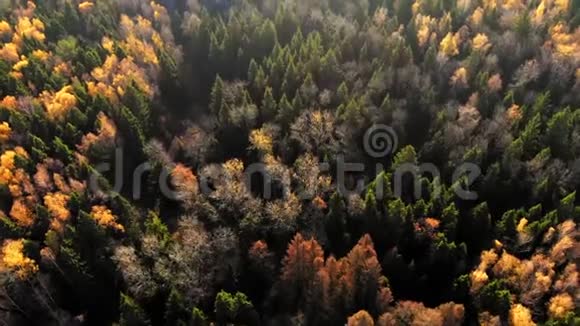 秋天森林的神奇景观视频的预览图