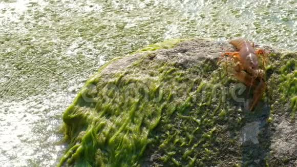 河小龙虾拉丁阿斯塔克斯阿塔克斯沿着一块长满藻类的绿石向前移动特写镜头野生动物的概念视频的预览图